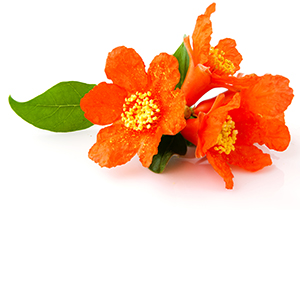 Pomegranate flower Herbasol® Extract Glycerine unpreserved